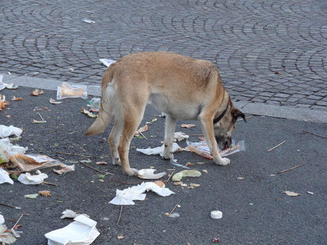 Chien... Chien...