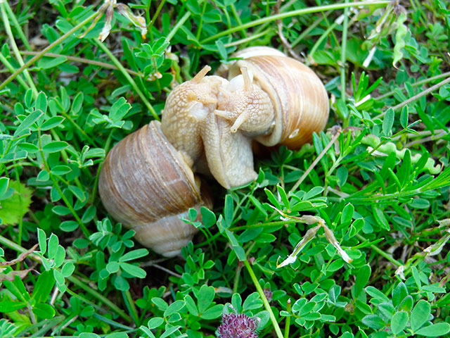 L'Amour chez les gasteropodes. Amour05-Gasteropodes.jpg