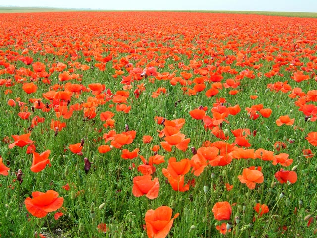 Coquelicots pour Jean-Hugues coquelicots.jpg