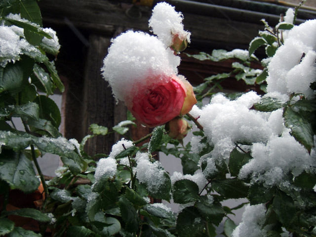 Rose Rose