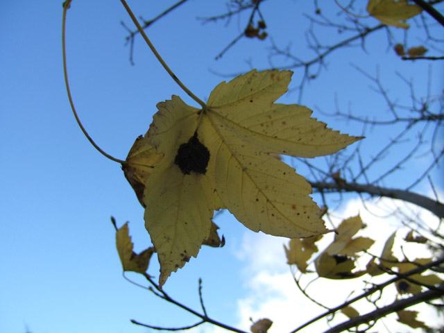 Feuille tachée Feuille tachée